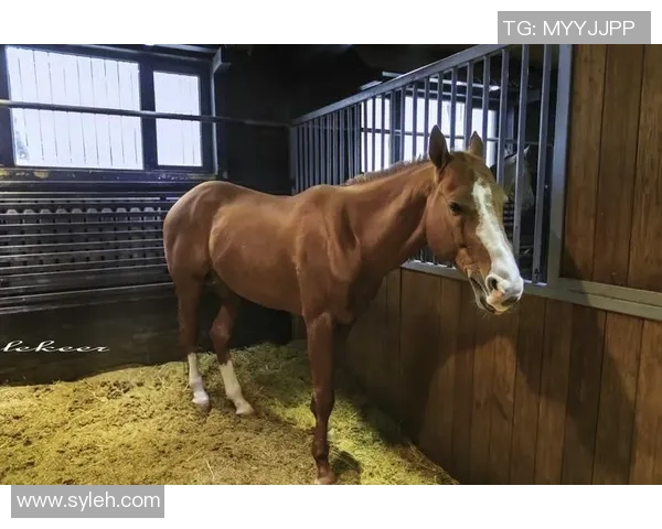 德岛漩涡与湖南马的奇妙对决探秘两地文化与风俗的碰撞与交融 德岛漩涡与湖南马的奇妙对决探秘两地文化与风俗的碰撞与交融