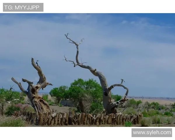 银狐哈里斯的传奇人生与艺术成就探秘之旅 银狐哈里斯的传奇人生与艺术成就探秘之旅